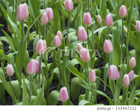 Soft pink tulip flower garden spring bloom nature fresh green leaf field outdoor morning light peaceful mood 133447212