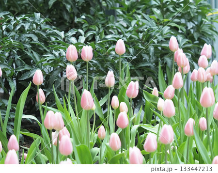 Soft pink tulip bloom garden spring flora calm morning light green leaf natural Soft pink tulip bloom garden spring flora calm morning light green leaf natural 133447213