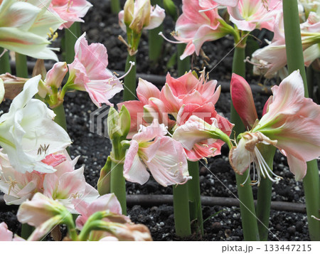 Soft lily bloom garden, pink flower cluster, white petal detail, green stem field, spring flora vibe 133447215