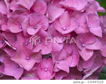 Pink hydrangea flower macro bloom petal cluster garden spring beauty fills frame with delicate texture and gentle calm Pink hydrangea flower macro bloom petal cluster garden spring beauty fills frame with delicate texture and gentle calm 133447220