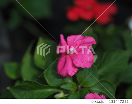 Pink impatiens flower macro, green leaves, soft focus, natural light, garden bloom, serene mood Pink impatiens flower macro, green leaves, soft focus, natural light, garden bloom, serene mood 133447231