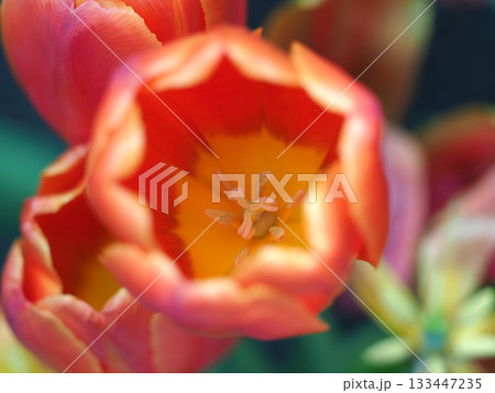 Orange tulip macro, flower center detail, soft focus, spring bloom, vibrant petals, natural garden beauty Orange tulip macro, flower center detail, soft focus, spring bloom, vibrant petals, natural garden beauty 133447235