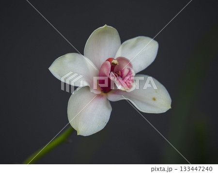 White orchid flower pink center soft petal macro detail botanical elegant minimal moody 133447240