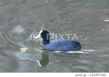 泳ぐオオバン 133447492