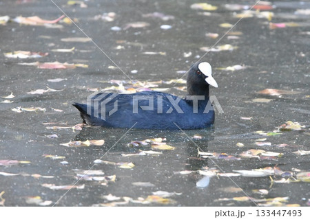泳ぐオオバン 133447493