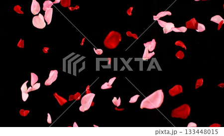 Freeze motion of flying rose petals isolated on black background. 133448015