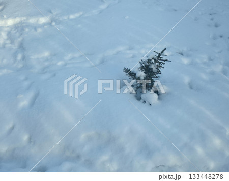 Tiny Pine Tree in Winter Snow Tiny Pine Tree in Winter Snow 133448278