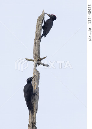 Black woodpeckers in a forest taking advantage of a dead tree in the Netherlands 133448428