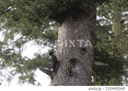 Black woodpecker foraging on a tall tree in serene Dutch forest during daylight 133448569