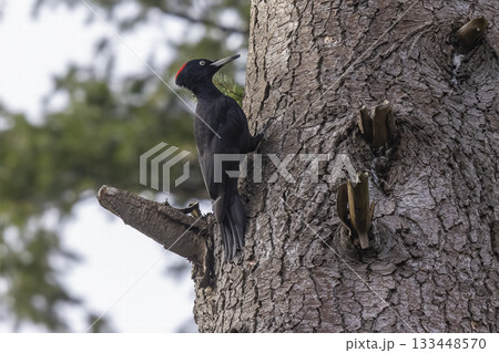 Black woodpecker foraging on a tall tree in serene Dutch forest during daylight Black woodpecker foraging on a tall tree in serene Dutch forest during daylight 133448570