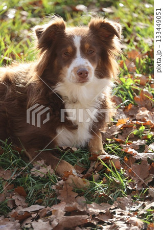 Brown and white dog lying in autumn leaves Brown and white dog lying in autumn leaves 133449051