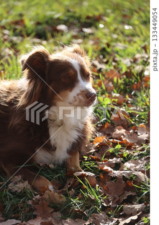 Cute brown and white dog resting on autumn leaves 133449054