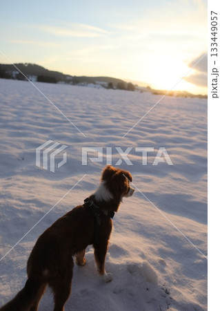 A dog is standing in the snow, looking at the camera 133449057