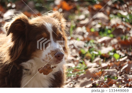 Brown and White Dog Sitting Among Autumn Leaves Brown and White Dog Sitting Among Autumn Leaves 133449069
