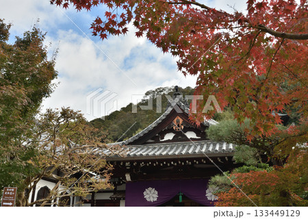 秋の永観堂禅林寺　大玄関とモミジ(京都市左京区) 133449129