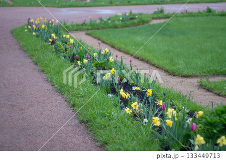 Spring flowers blooming along garden path with daffodils and tulips 133449713