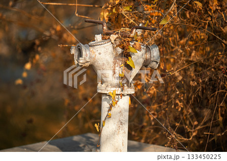 A rusty fire hydrant with leaves on it 133450225