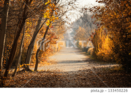 A path through a forest with trees on either side 133450226