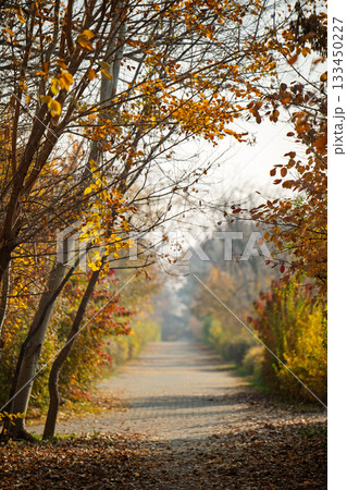 A path through a forest with trees on either side A path through a forest with trees on either side 133450227