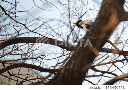 A bird is perched on a tree branch 133450228