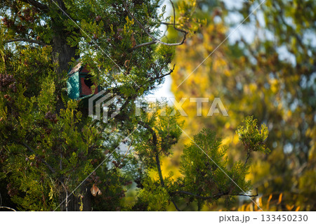 A birdhouse is perched on a tree branch 133450230