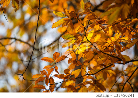 A tree with many leaves that are orange in color A tree with many leaves that are orange in color 133450241