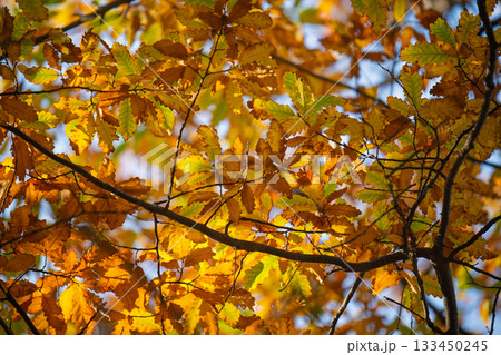 A tree with leaves that are yellow and brown A tree with leaves that are yellow and brown 133450245