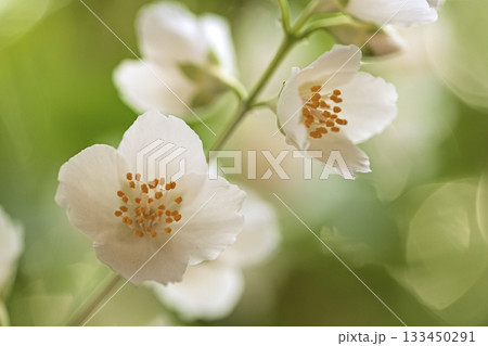 A close up of two white flowers with yellow centers 133450291