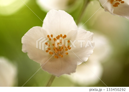 A close up of a white flower with yellow centers 133450292