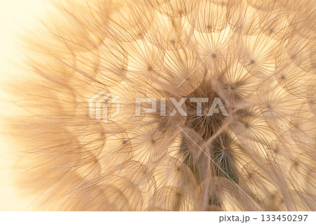 A close up of a flower with a yellow background 133450297