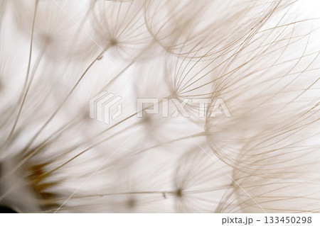 The image is of a flower with a white background The image is of a flower with a white background 133450298