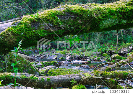 Peaceful Forest Stream 133450313