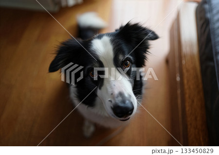 Smart black and white dog looks up with curious eyes in a cozy indoor setting during daytime 133450829
