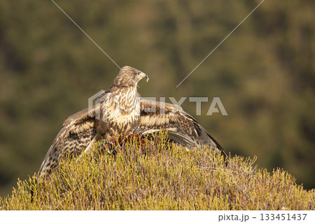Common buzzard (Buteo buteo) with pheasant prey ion blueberry bush in autumn day.. Wildlife scene from Czech republic Common buzzard (Buteo buteo) with pheasant prey ion blueberry bush in autumn day.. Wildlife scene from Czech republic 133451437