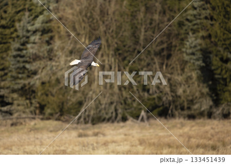 Bald Eagle, Haliaeetus leucocephalus, flying bird of prey with white head, yellow bill. Autumn scene, Alaska Bald Eagle, Haliaeetus leucocephalus, flying bird of prey with white head, yellow bill. Autumn scene, Alaska 133451439