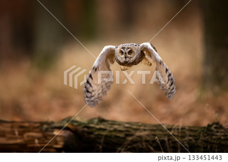 Asio otus, Long-eared Owl flying in dried vegetation in autumn forest during sunset. Wildlife scene from the nature habitat. Asio otus, Long-eared Owl flying in dried vegetation in autumn forest during sunset. Wildlife scene from the nature habitat. 133451443