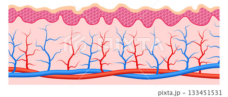 A close up of a red and blue vein 133451531