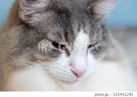 幸せそうに眠る猫の顔 133452291