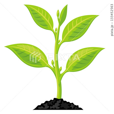 A green plant with a stem and leaves is growing in the dirt 133452563