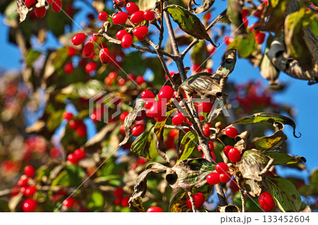 赤いサンシュユの実（秋、十一月） 133452604