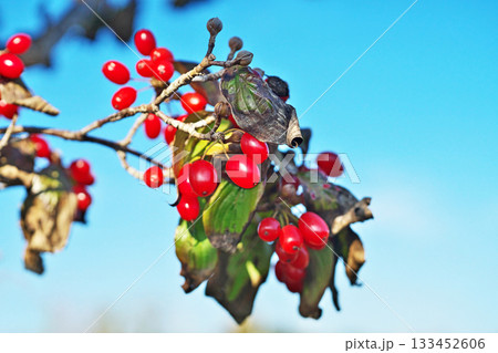 赤いサンシュユの実（秋、十一月） 133452606