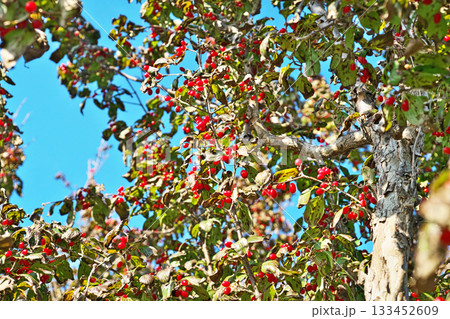 赤いサンシュユの実（秋、十一月） 133452609