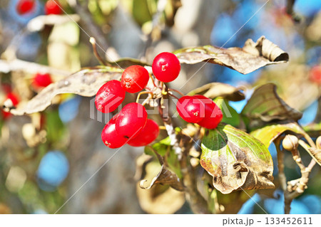 赤いサンシュユの実（秋、十一月） 133452611