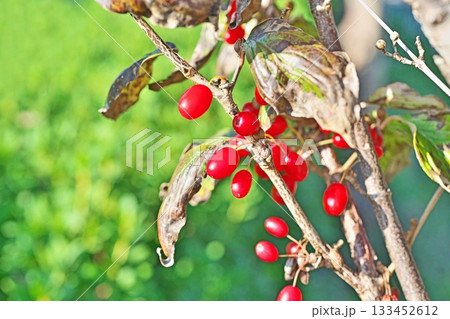 赤いサンシュユの実（秋、十一月） 133452612