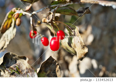 赤いサンシュユの実(秋、十一月) 赤いサンシュユの実(秋、十一月) 133452613