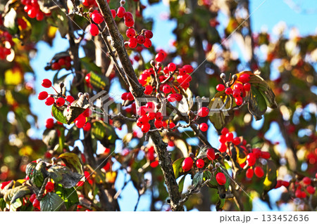 赤いサンシュユの実（秋、十一月） 133452636