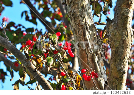 赤いサンシュユの実(秋、十一月) 赤いサンシュユの実(秋、十一月) 133452638