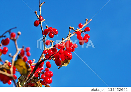赤いサンシュユの実（秋、十一月） 133452642