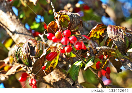 赤いサンシュユの実（秋、十一月） 133452643
