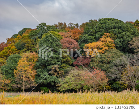 木々が色づいた秋の公園風景(千葉県松戸市・21世紀の森と広場) 木々が色づいた秋の公園風景(千葉県松戸市・21世紀の森と広場) 133452700